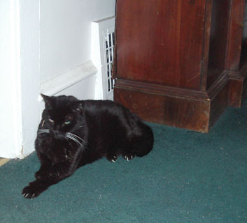 Isis the cat lying on the floor